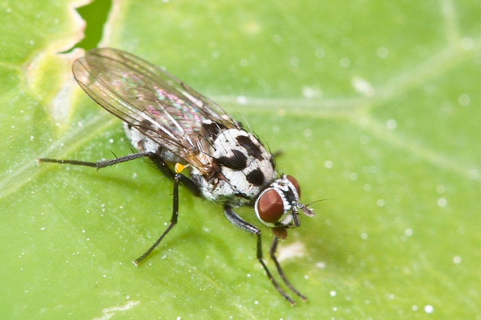 Limnophora obsignata ?No Anthomyia del gruppo pluvialis
